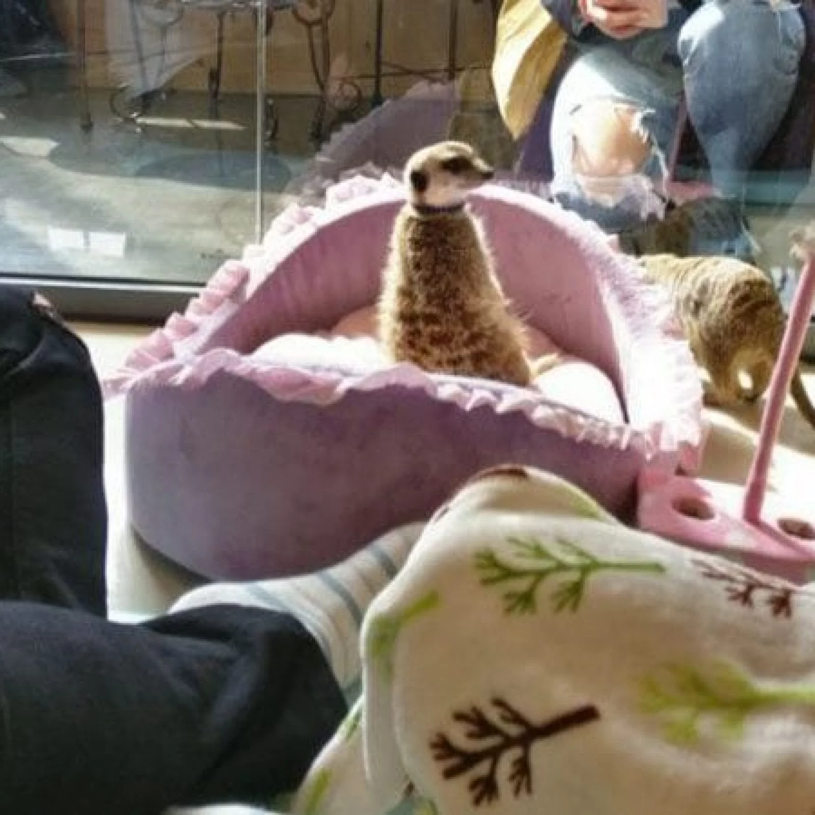 Meerkat Friends | Mapo-gu, Seoul