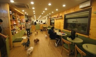 Closed - Bau House Dog Cafe | Mapo-gu, Seoul