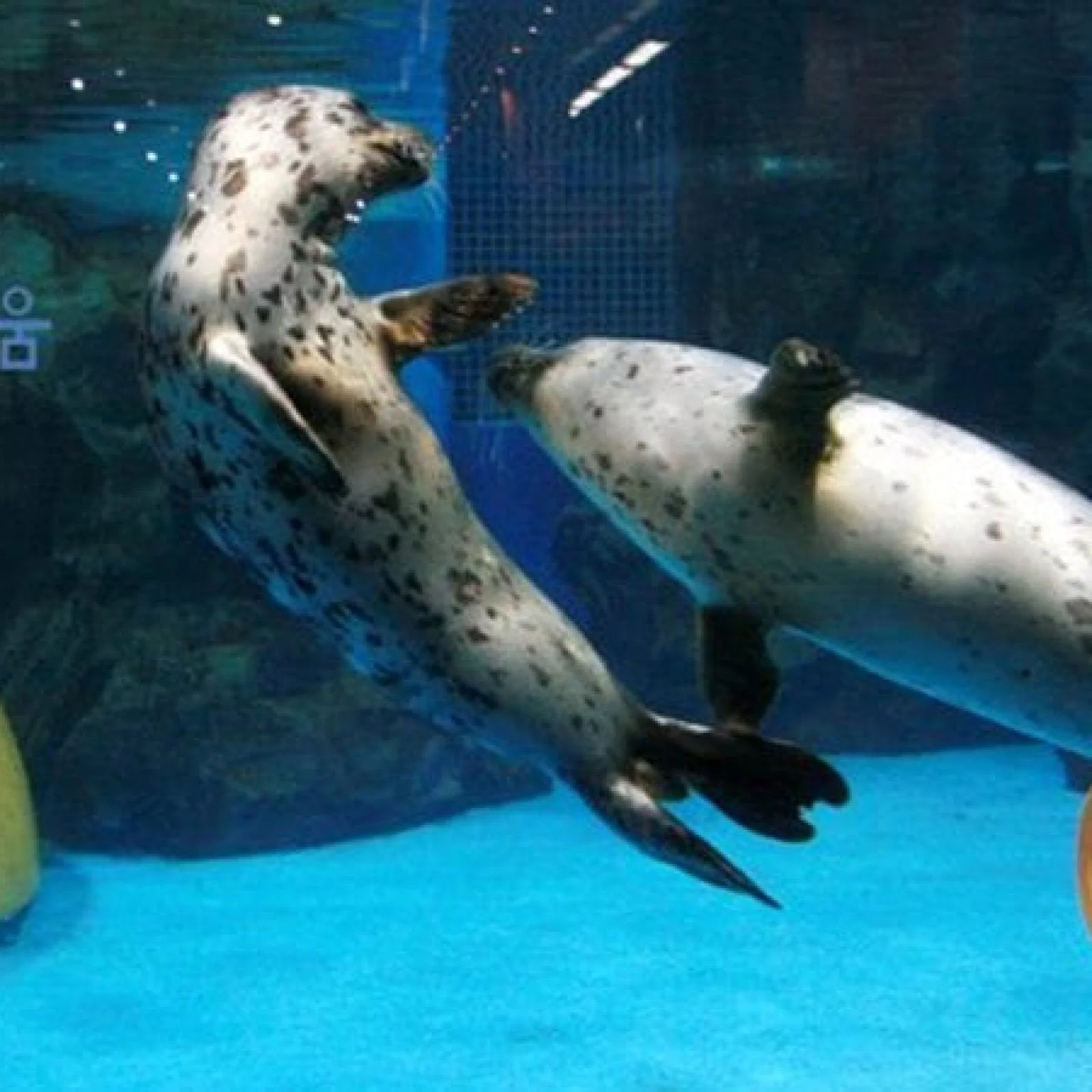 Coex Aquarium | Gangnam-gu, Seoul