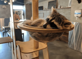 Maengkun Raccoon Cafe | Mapo-gu, Seoul