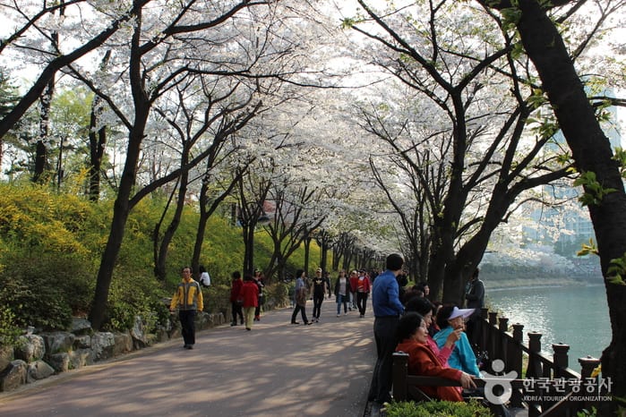 Seokchonhosu Lake Cherry Blossom Festival