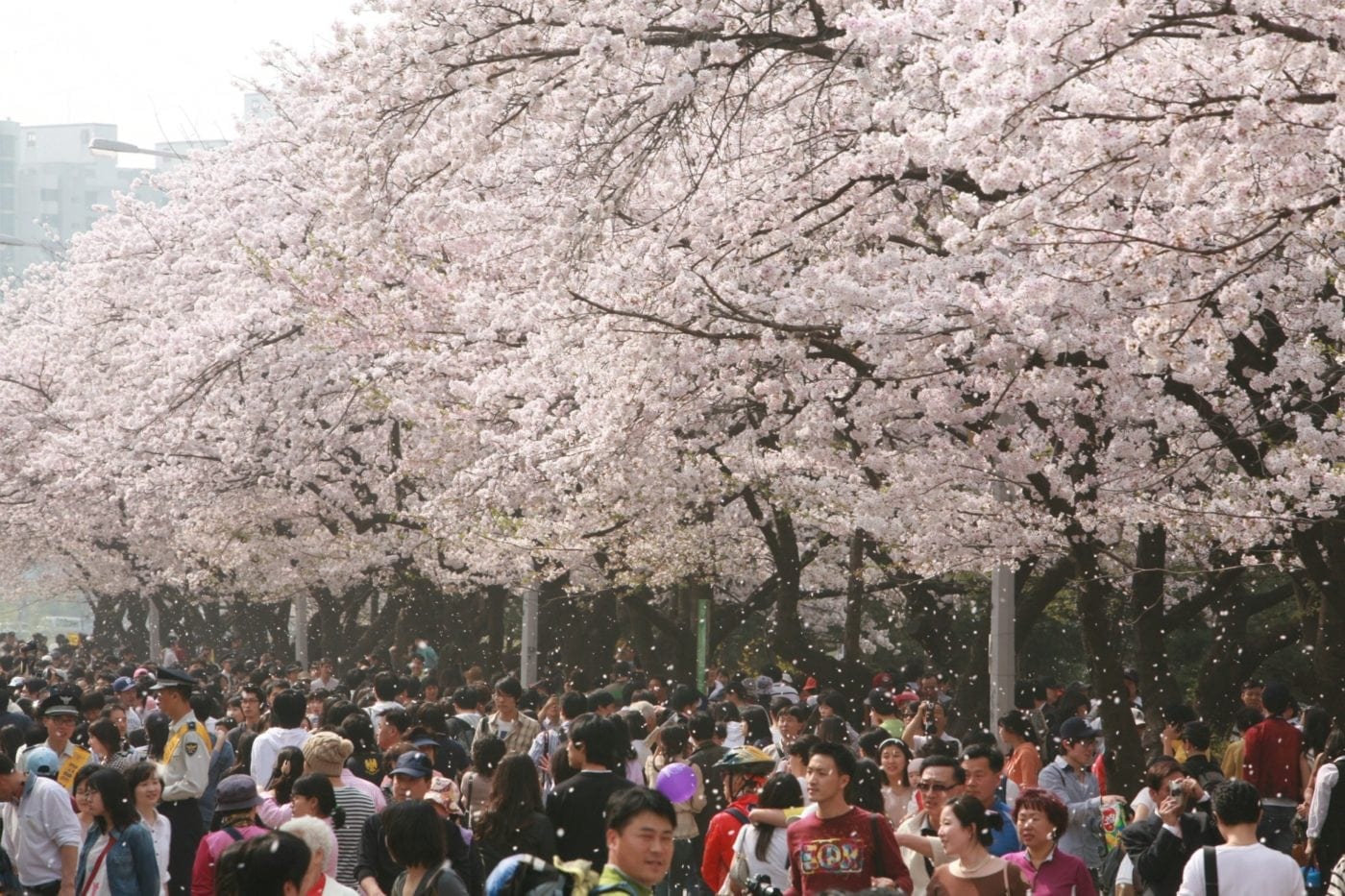 Cherry Blossom Festivals Korea 2016