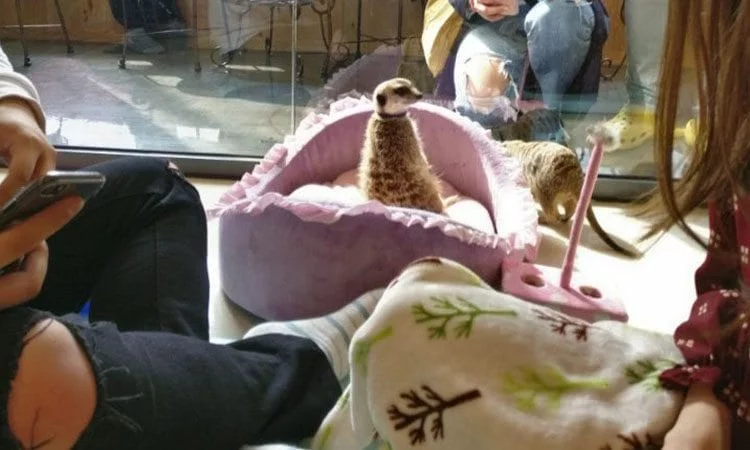 meerkat cafe seoul