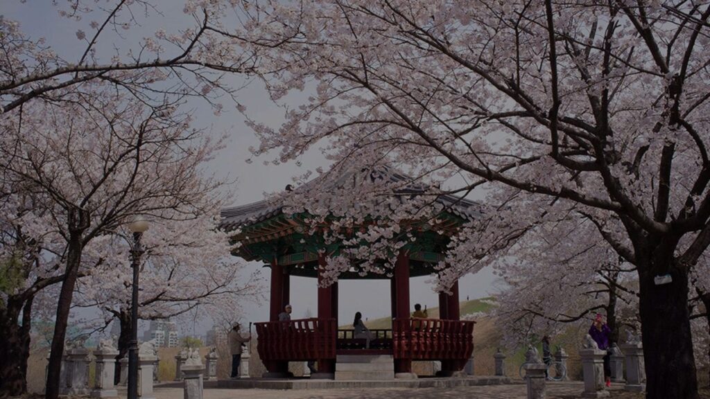Unique Ways to Enjoy Spring in Korea