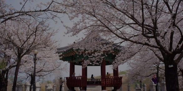 Unique Ways to Enjoy Spring in Korea