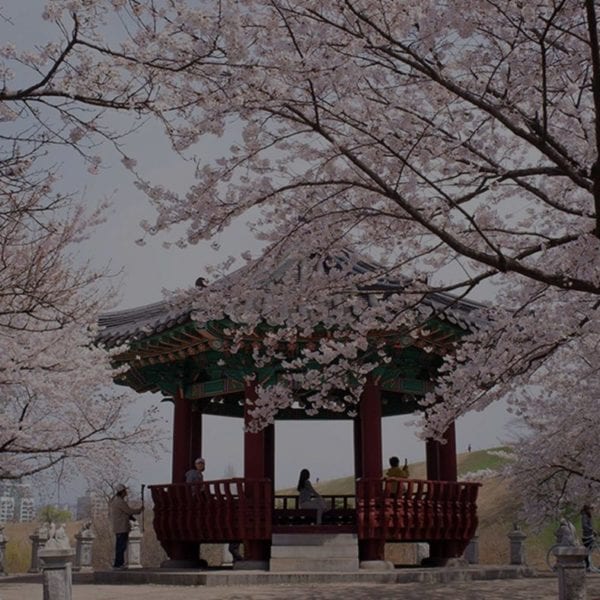 Unique Ways to Enjoy Spring in Korea