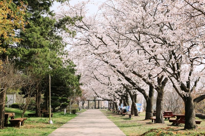cherry blossom origins japan