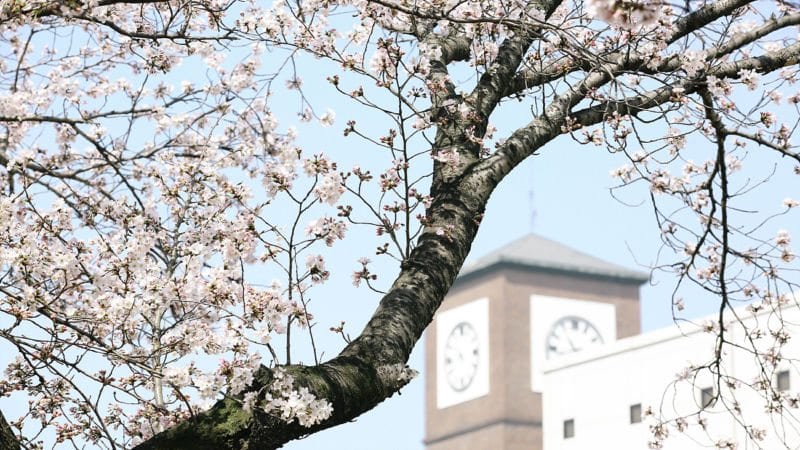 Cherry Blossom Season in Japan and Korea