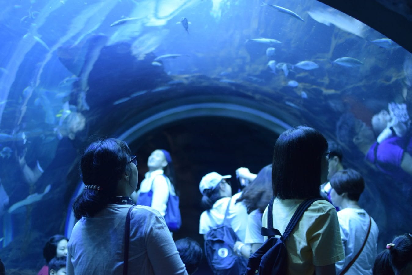 Aqua Planet Ilsan - aquariums in korea