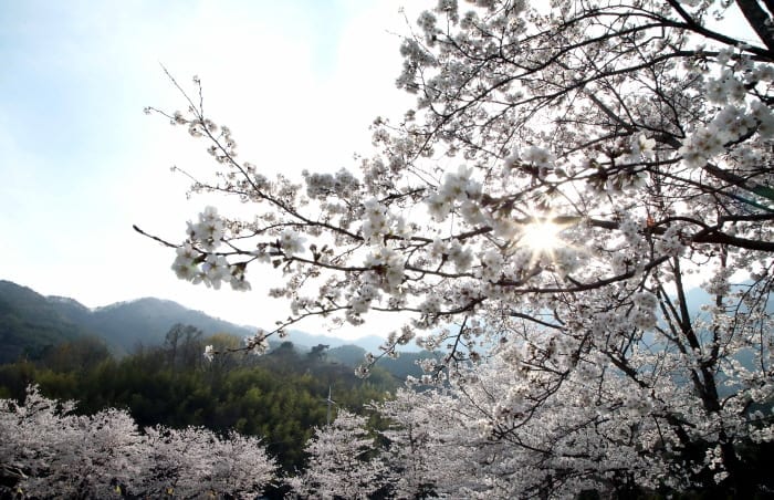 hwagae cherry blossom festival