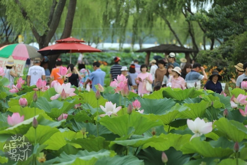 Buyeo seodong lotus festival south korea things to do july 