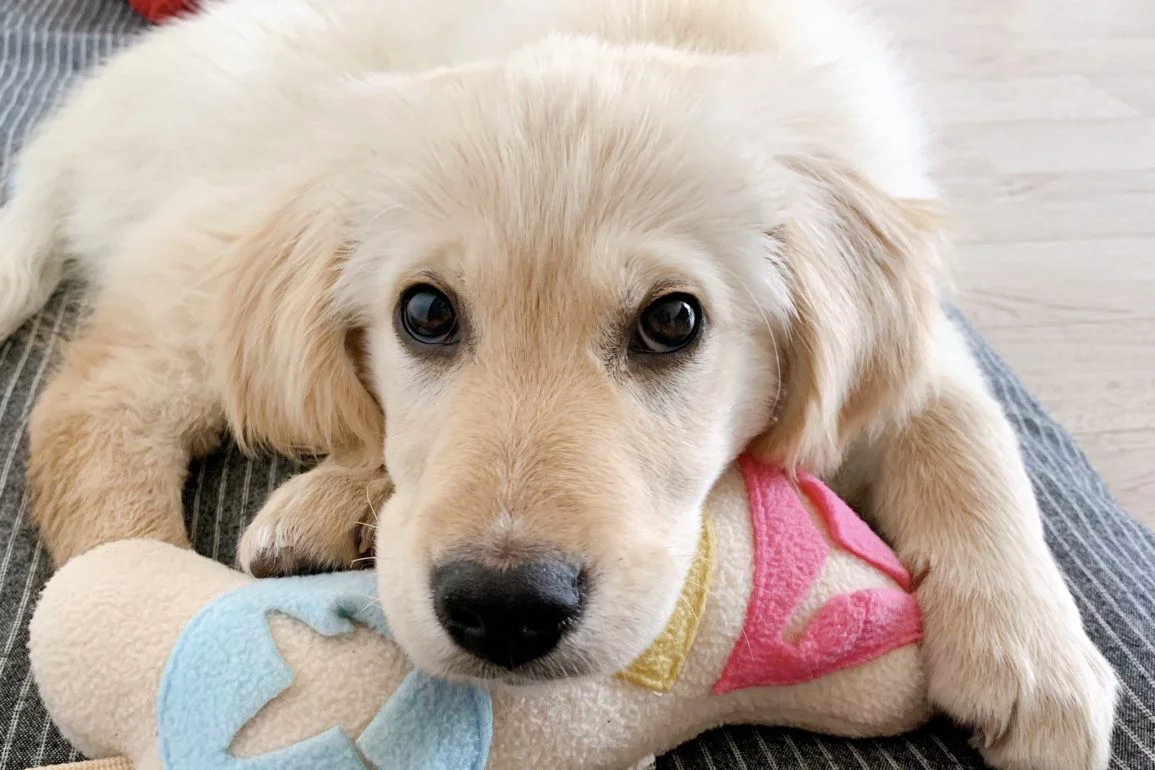 10 Best Tips for Adopting a Dog in Korea 10 Magazine Korea