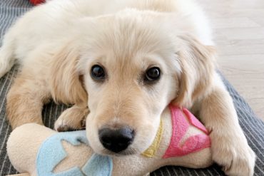 adopting a dog in korea