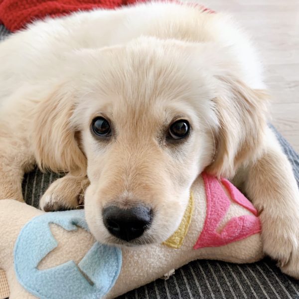 adopting a dog in korea