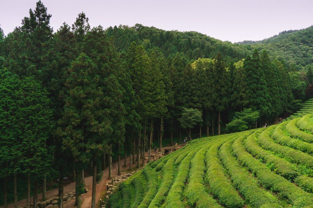 Boseong Daehan Daewon tea fields