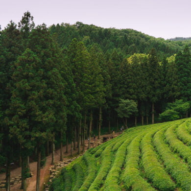 Boseong Daehan Daewon tea fields