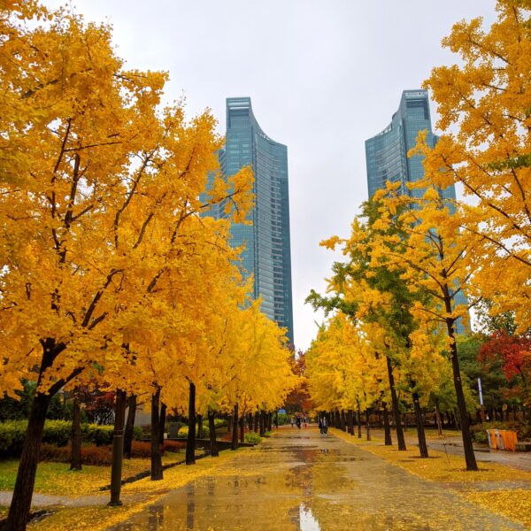 Exciting Things to do in Seoul During Fall