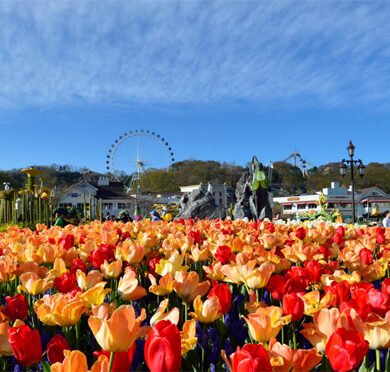 things to do in south korea in april
