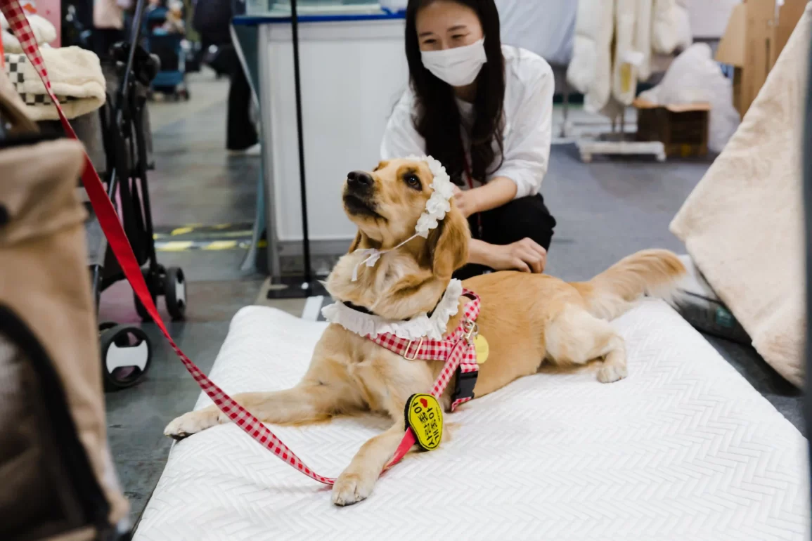 Korean Pet Supplies Fair 2023 Dog Image