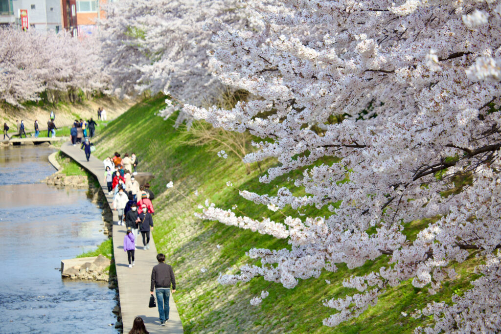 spring in korea