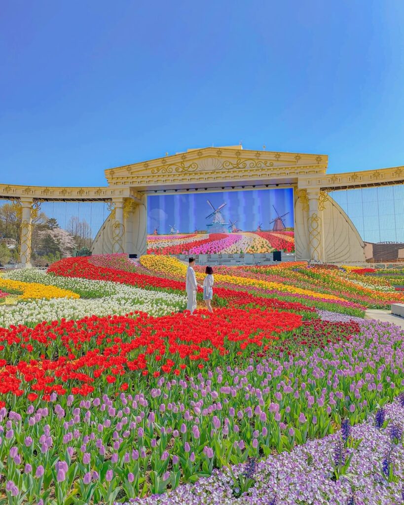 Tulips in Everland’s Four Seasons Garden