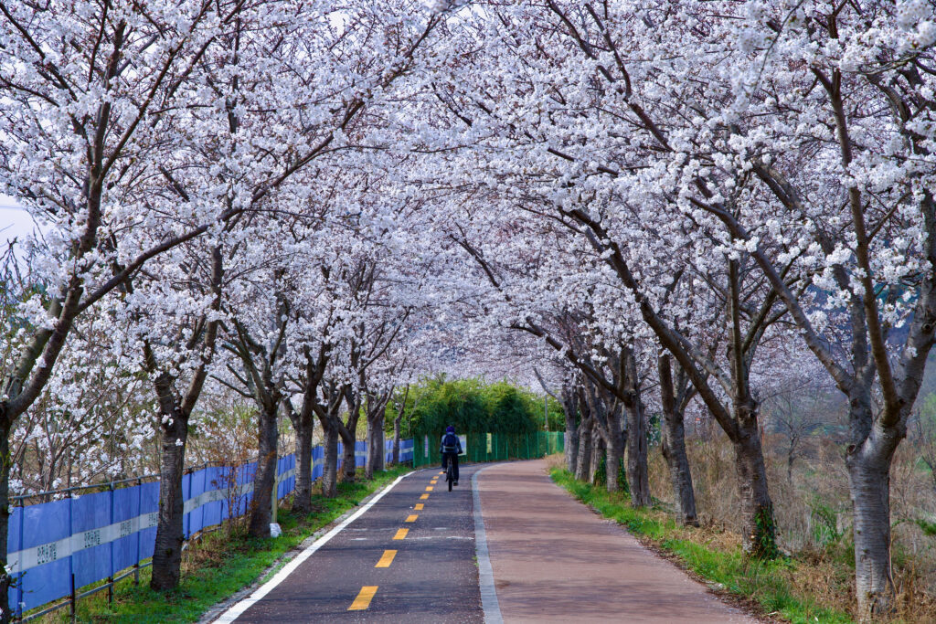 Cherry Blossoms in South Korea 2026
