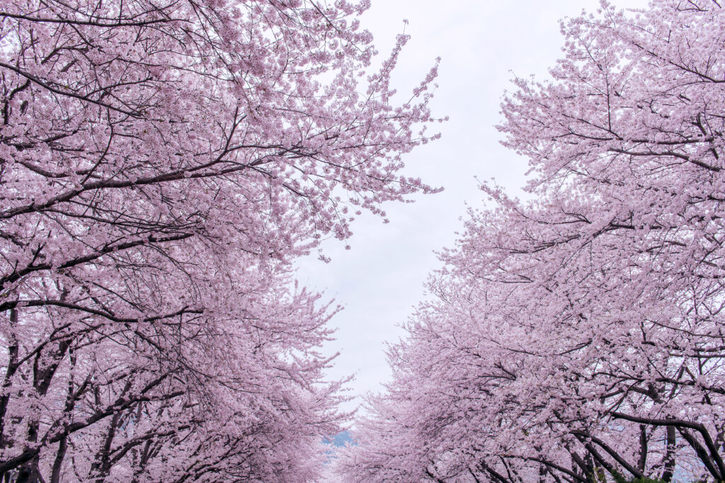 Cherry Blossoms in South Korea 2026