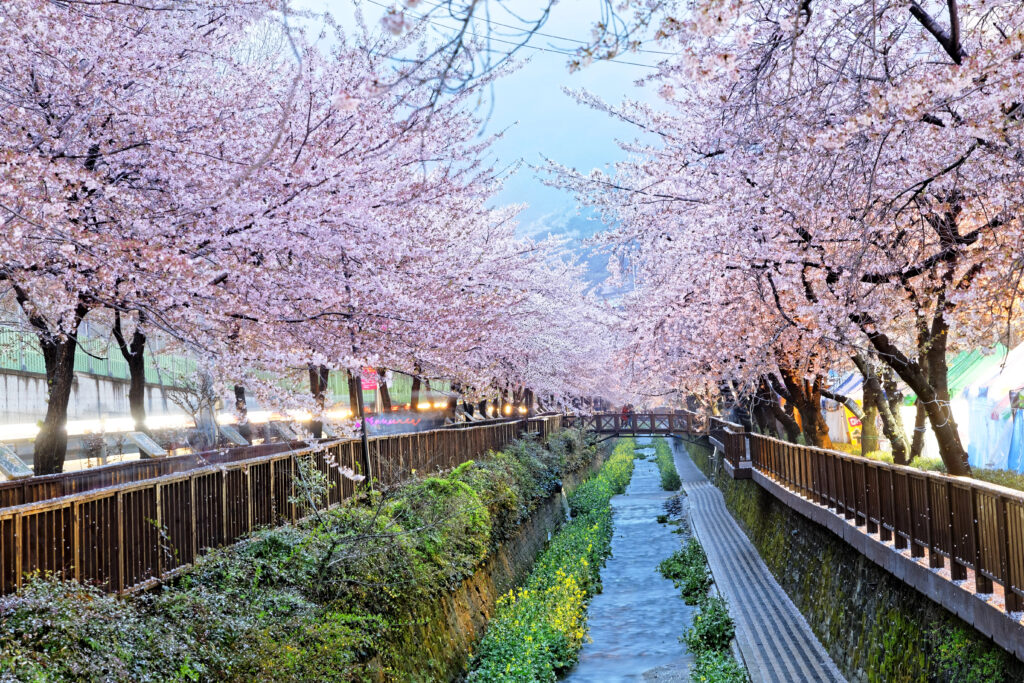 Cherry Blossoms in South Korea 2026