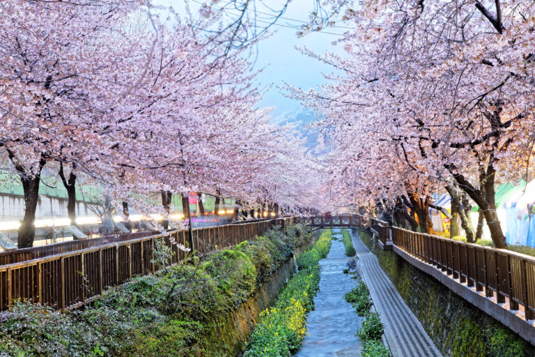 Cherry Blossoms in South Korea 2026