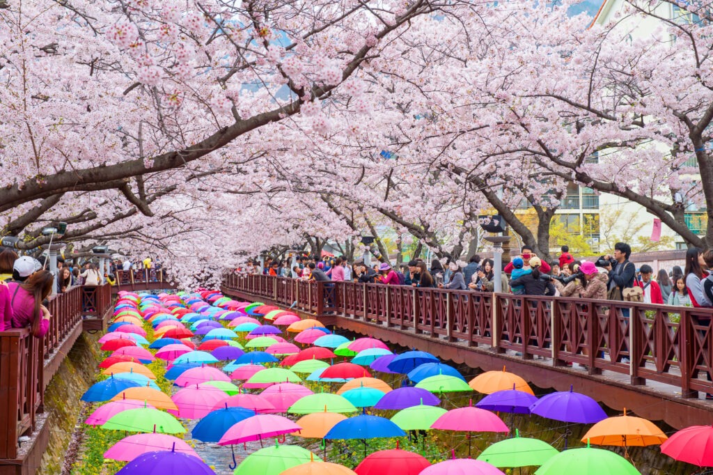 Cherry Blossoms in South Korea 2026
